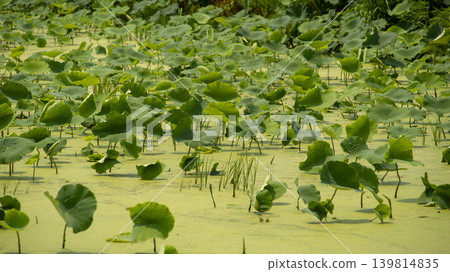 lotus flower lotus flower 139814835
