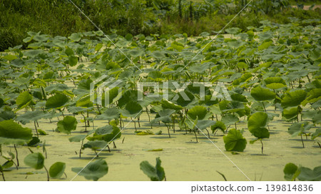 lotus flower lotus flower 139814836