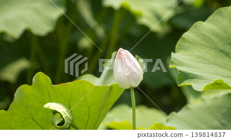 lotus flower 139814837
