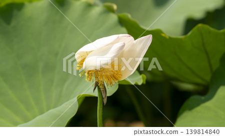 lotus flower lotus flower 139814840