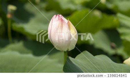 lotus flower lotus flower 139814841