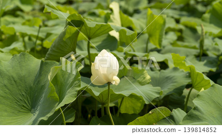 lotus flower lotus flower 139814852