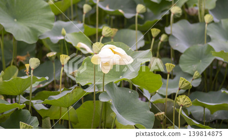 lotus flower lotus flower 139814875