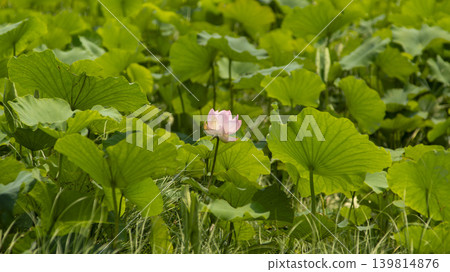 lotus flower lotus flower 139814876