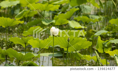 lotus flower lotus flower 139814877