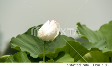 lotus flower lotus flower 139814910