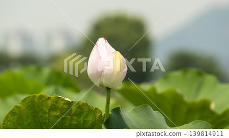 lotus flower 139814911
