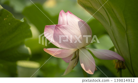 lotus flower lotus flower 139814912