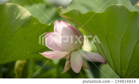 lotus flower 139814914
