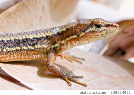 Japanese grass lizard on a fallen leaf Japanese grass lizard on a fallen leaf 139814951