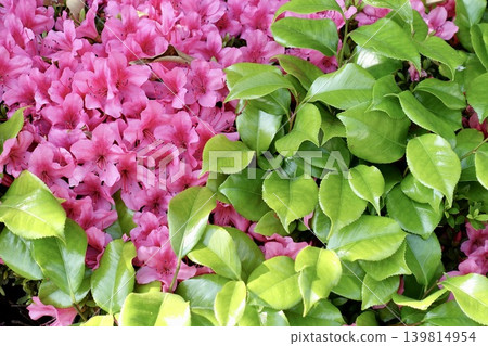 粉紅色的杜鵑花和山茶花葉子 粉紅色的杜鵑花和山茶花葉子 139814954