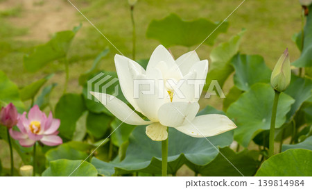 lotus flower lotus flower 139814984