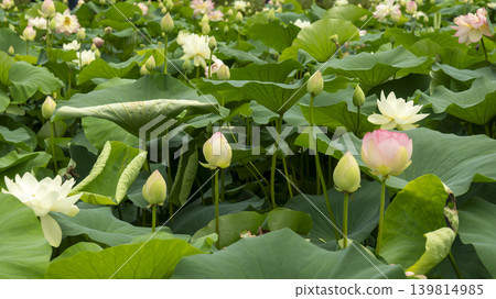 lotus flower lotus flower 139814985