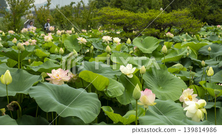 lotus flower lotus flower 139814986
