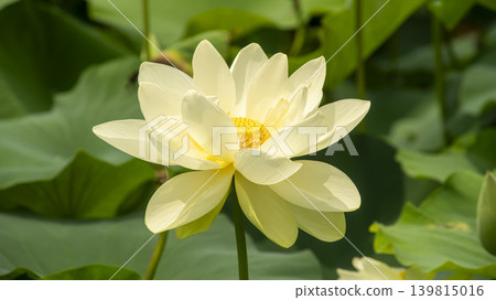 lotus flower lotus flower 139815016