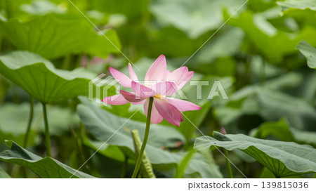 lotus flower lotus flower 139815036