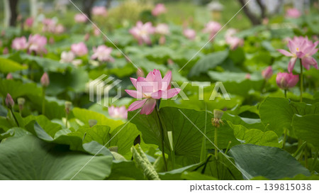 lotus flower 139815038