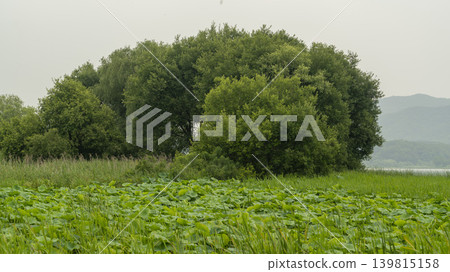 lotus flower lotus flower 139815158