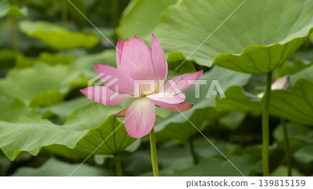 lotus flower lotus flower 139815159