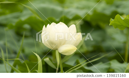 lotus flower lotus flower 139815160