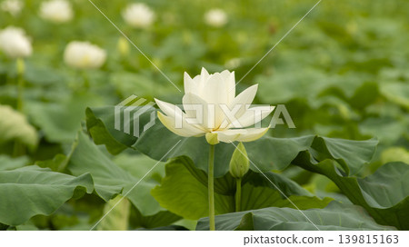 lotus flower lotus flower 139815163