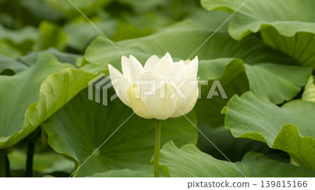 lotus flower lotus flower 139815166