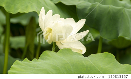 lotus flower lotus flower 139815167
