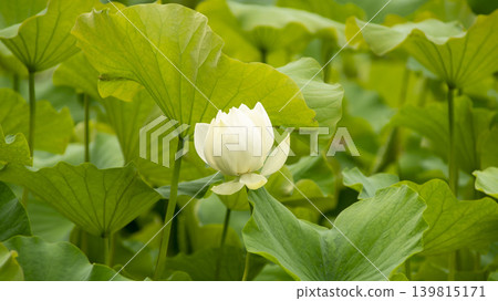 lotus flower 139815171