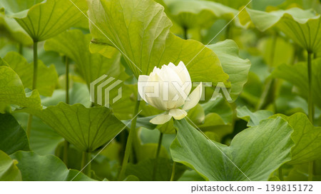 lotus flower 139815172
