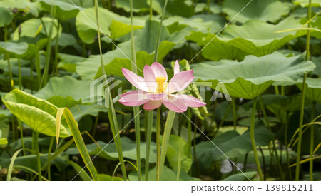 lotus flower lotus flower 139815211
