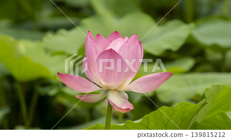 lotus flower lotus flower 139815212