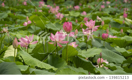 lotus flower 139815213