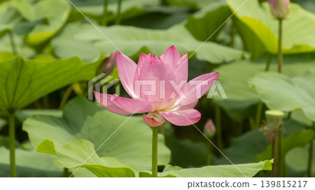 lotus flower 139815217