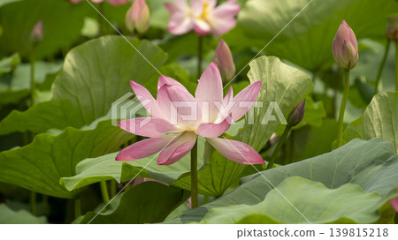 lotus flower lotus flower 139815218