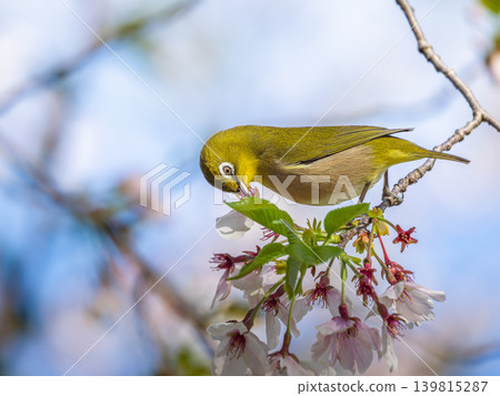 櫻花、繡眼鳥、作次郎 櫻花、繡眼鳥、作次郎 139815287