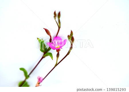 月見草(Oenothera biennis) 月見草(Oenothera biennis) 139815293