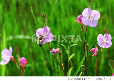 月見草（Oenothera biennis） 139815294