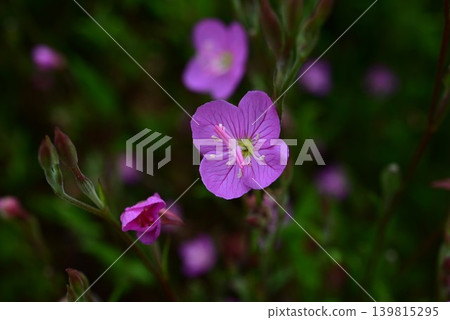 Evening Primrose (Oenothera biennis) Evening Primrose (Oenothera biennis) 139815295