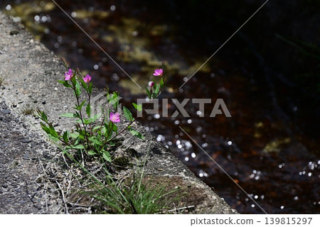 月見草(Oenothera biennis) 月見草(Oenothera biennis) 139815297