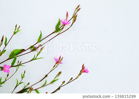 月見草(Oenothera biennis) 月見草(Oenothera biennis) 139815299