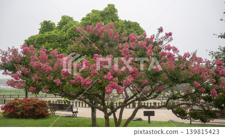 crape myrtle, zinnia 139815423
