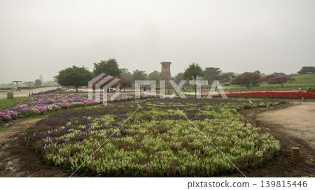 crape myrtle, zinnia 139815446