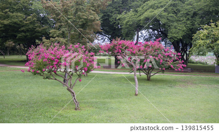 crape myrtle, zinnia crape myrtle, zinnia 139815455