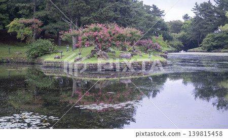 crape myrtle, zinnia 139815458