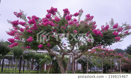 crape myrtle, zinnia 139815467