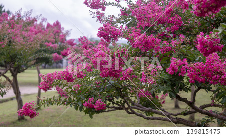 crape myrtle, zinnia 139815475