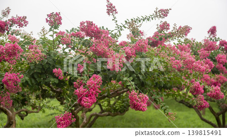 crape myrtle, zinnia crape myrtle, zinnia 139815491