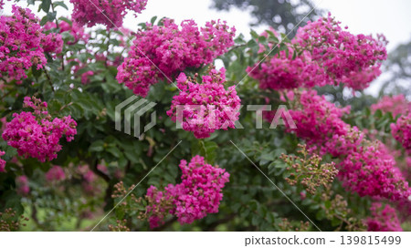 crape myrtle, zinnia crape myrtle, zinnia 139815499