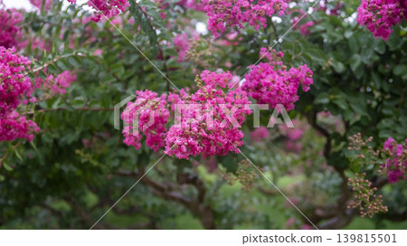 crape myrtle, zinnia crape myrtle, zinnia 139815501