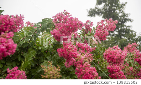 crape myrtle, zinnia crape myrtle, zinnia 139815502